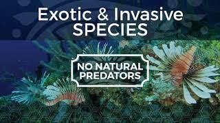 Living Resources: EXOTIC & INVASIVE SPECIES | Indian River Lagoon Vital Signs