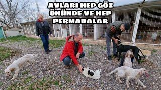 BAYRAK LARDAN  SCR Lİ İNGİLİZ SETTER IRKI AV KÖPEKLERİ AVCILIKTA AYRI Bİ MERAK