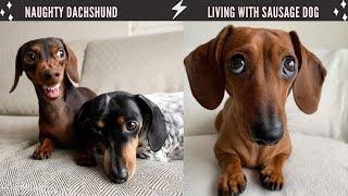 Best Dachshund Dogs Video compilation  Naughty Sausage Dogs  Living with Dachshund Wiener Puppies