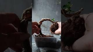 Repoting bonsai Sancang Mame split trunk premna microphylla