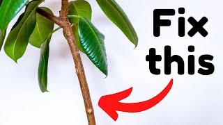 I Fixed My Wonky Rubber Tree By Cutting It In Half