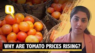 Explainer | Why Soaring Tomato Prices Are Pinching More in South India? | The Quint