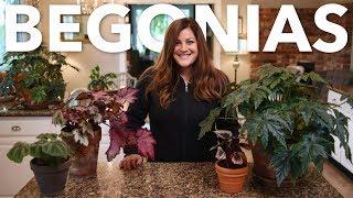 Indoor Begonia Care Guide // Garden Answer