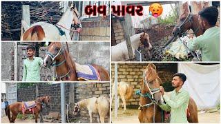 Kathiyawadi Horse Poonam Tajan Chandani Manki RIDE VIDEO #horselover