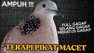 SUARA TEKUKUR NEK4N NGUKU SELANG GAGAP !