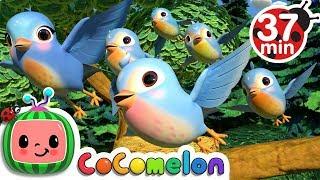 Five Little Birds 3 + More Nursery Rhymes & Kids Songs - CoComelon