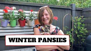 Planning Ahead For Autumn Colour With Winter Pansies 