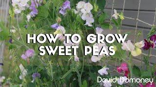 How to grow sweet peas with David Domoney