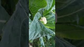 Green vegetables #vegetables #viralshorts#gore Bhai vlogs