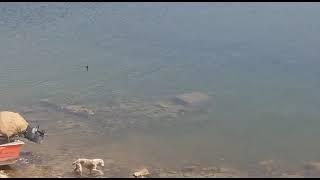 जवाई बांध कुत्ते का शिकार मगरमच्छ ने किया      jawai dam crocodile vs dog