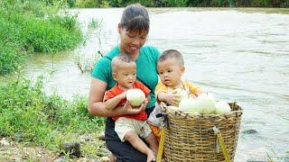 Single Mom: Harvest Melons Goes To The Market Sell, How to make yogurt and Kitchen - Lý Thị Ngoan