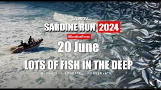 Lots of Fish in the Deep | Sardine Run Update | ASFN Sardine Run 2024