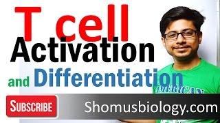 T cell activation and differentiation | T cell development 1