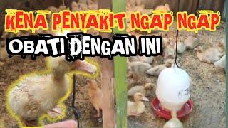 BEBEK KENA PENYAKIT NGAP NGAP BERIKAN OBAT INI AKAN SEMBUH