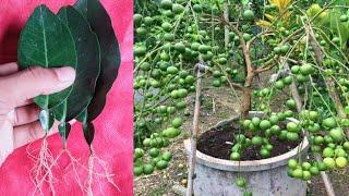 How to Grow Lemon Tree Use Potato |  New Style Grafting Lemon Tree From Leaves use Potato