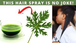 TURN WHITE HAIR TO BLACK HAIR NATURALLY USING PAPAYA LEAVES AND GROW LONG HAIR OVERNIGHT