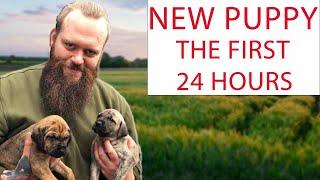 NEW PUPPY! How To Survive The First 24 Hours