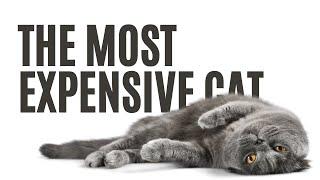 Top 15 Purrfectly Priced Felines: The Most Expensive Cat Breeds You Can Buy