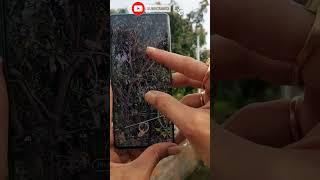 Vivo V25 Pro Camera Zoom Test#shorts