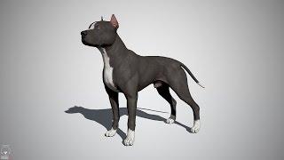 Pitbull Real-Time 3D Model