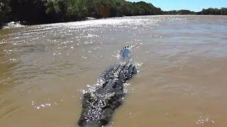 Warning Scary video, Biggest Saltwater Crocodile I have ever seen, NT Australian Wildlife