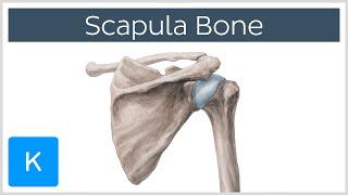 Anatomy and Function of the Scapula - Human Anatomy | Kenhub