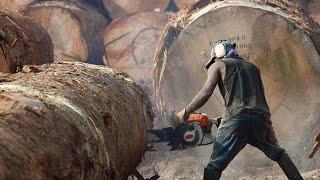 The Risky Life Of Lumberjack - World Documentary Films HD