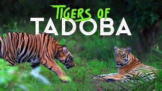 Big Cats of Tadoba - 4K Video Hindi | हिन्दी