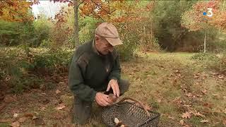 Dordogne : Et si les cèpes poussaient comme des champignons