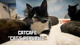 Catcafe "Cat's Republic". Alternative Cat Shelter. St Petersburg, Russia