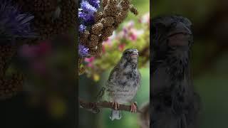 Burung Blackthroat Gacor cocok untuk masteran burung lain #birdsinging #birds #singingbirds