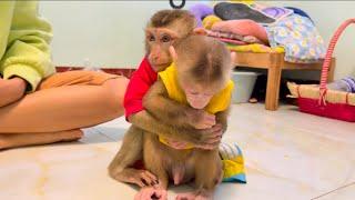 Baby monkey Miker and Lucky waiting for milk