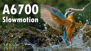 Sony A6700 | Kingfisher 240fps Slowmotion diving footage | Sony E 70-350mm f/4.5-6.3 G OSS | 4K