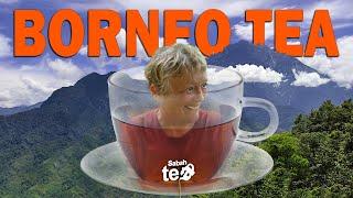 Is this the best tea in Malaysia? | Discover Sabah, Borneo Ep 263