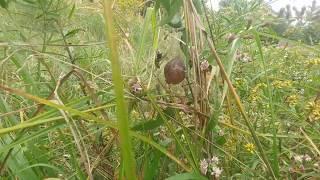 Wasp and Yellow Garden Spider Egg Sack!