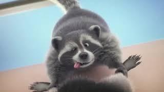 Raccoon Tickle Feet