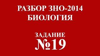 Решение тестов ЗНО по биологии 2014 задание 19