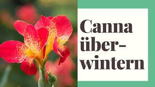 Canna überwintern - So klappt das Canna winterfest machen bestimmt!