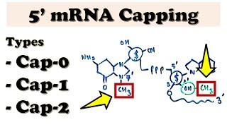 5' mRNA Capping - mRNA post-transcriptional processing/modifications - How is 5' mRNA cap formed?