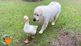 Two Huge Dogs Run The Farms As Gentle Giants | Cuddle Buddies