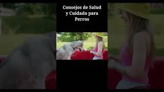 Consejos de Salud y cuidado para Perros(PART. 2) #animals #viral #youtubeshorts #shortvideo