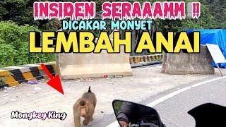 INSIDEN SERAM LEMBAH ANAI, DICAKAR MONYET SAAT NGE - VLOG