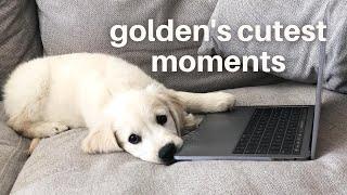 English Cream Golden Retriever's Cutest Moments | Funny Subtitles