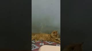 ANGRY CAT ATTITUDE PART 2 #CAT #SHORT #FYP #MADCAT #video #entertainment #FUN #viralcat #angrycat