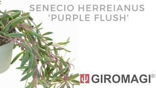 Senecio herreianus 'Purple Flush'