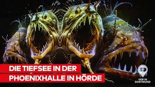 Die Tiefsee in der Phoenixhalle: Neue Sonderausstellung bei Phoenix des Lumières