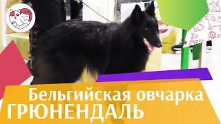 Бельгийская овчарка грюнендаль на ilikepet. Особенности породы, уход