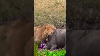 Buffalo vs Lion |  Resistance with the king of the jungle #animal #babyanimal #cheetah #lion