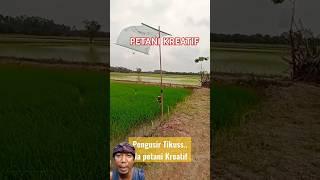 Petani kreatif ciptakan alat pengusir hama tikus dari bahan sederhana #sawah #petanipadi #hamatikus