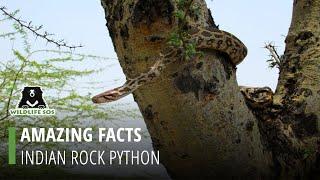 Facts About The Indian  Rock Python